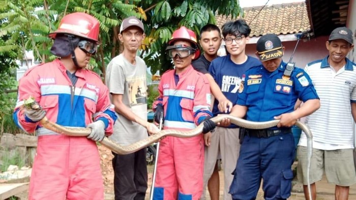 Tim Damkar saat menangkap ular kobra di Jambi.