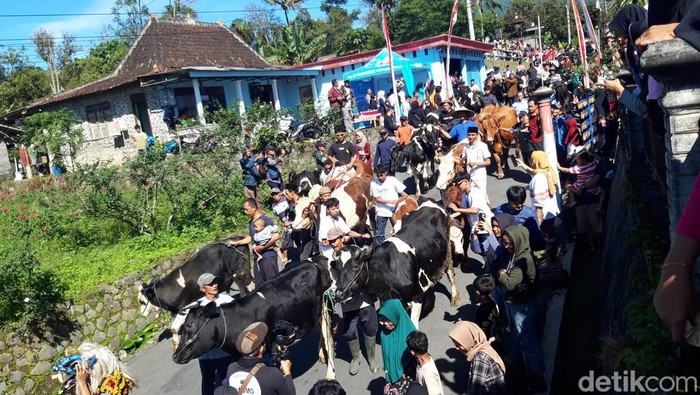 Tradisi arak-arakan sapi pada perayaan syawalan digelar warga di Dukuh Mlambong, Desa Sruni, Kecamatan Musuk, Kabupaten Boyolali, Senin (7/4/2025).