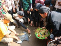 Melihat Tradisi Bulusan di Hadipolo Kudus, Beri Makan Kupat ke Bulus