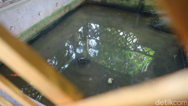Tradisi Bulusan di Desa Hadipolo, Kecamatan Jekulo, Kabupaten Kudus, Senin (7/4/2025).