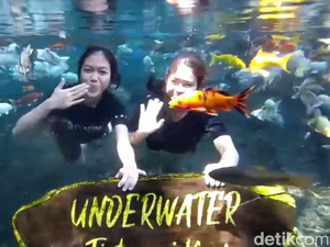 Wisata Tirtosari di Kaki Gunung Semeru Tawarkan Spot Underwater Ikan Koi