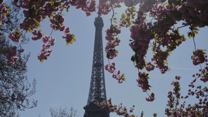 Bunga-bunga bermekaran di dekat Menara Eiffel di Paris, Prancis. Ini potretnya.