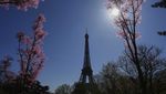 Cantiknya Bunga-bunga Bermekaran yang Dekat Menara Eiffel