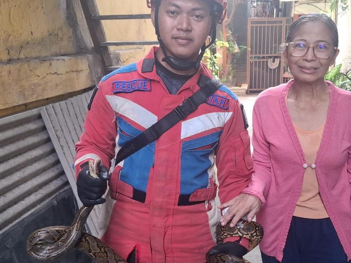 Damkar Jakut mengevakuasi ular sanca yang bikin kloset di rumah warga mampat berhari-hari