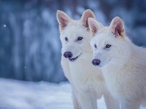 Pakar: Serigala Purba Game of Thrones yang Hidup Lagi Tak Asli tapi Hibrida