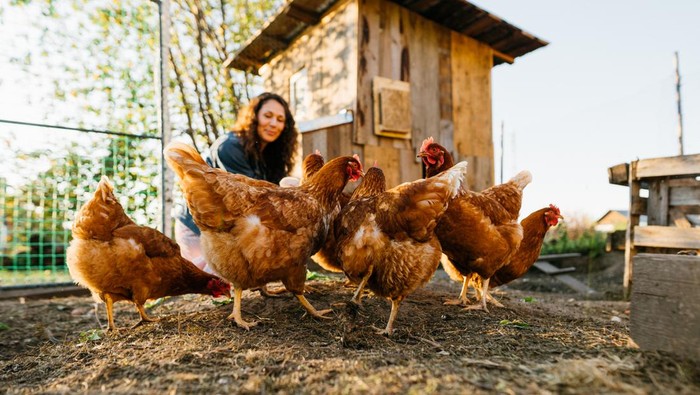 Ilustrasi ayam peliharaan di rumah