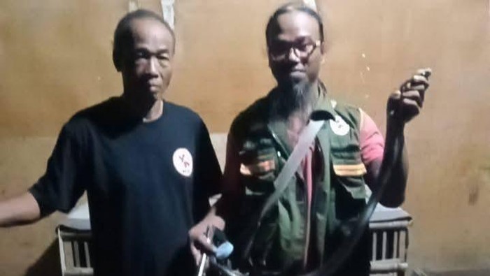 Ular kobra Jawa diamankan relawan RCTD Klaten.