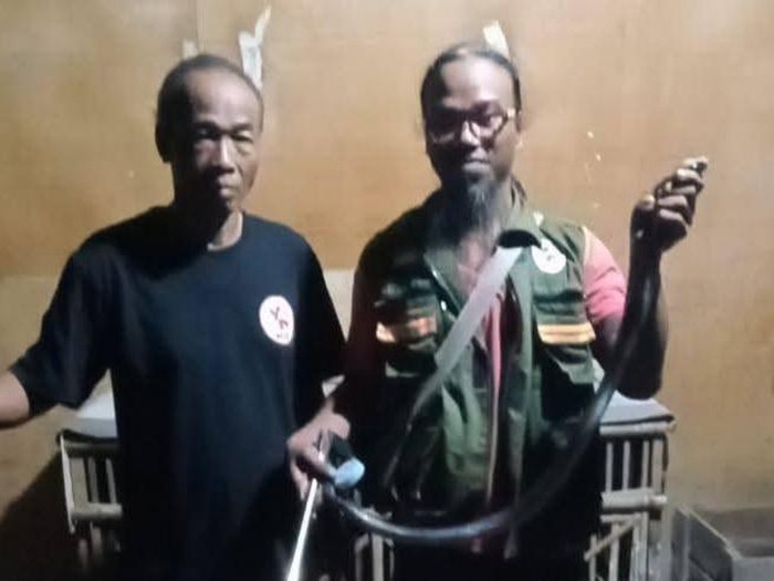 Ular kobra Jawa diamankan relawan RCTD Klaten.
