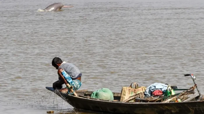 Lumba-lumba Sungai India