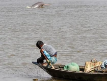 6.000 Lumba-lumba Sungai India dalam Masalah