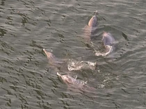 Lumba-Lumba Gangga yang Terancam Punah