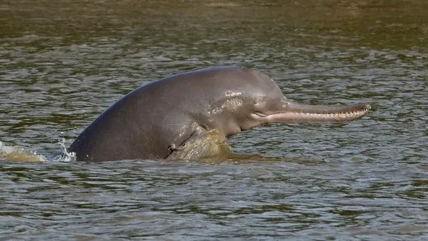 Lumba-lumba Sungai India