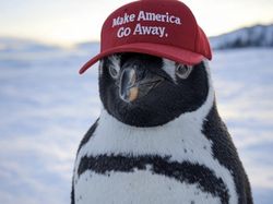 Meme Kocak Pulau Penguin Kena Tarif Trump