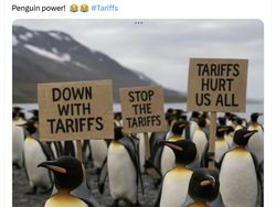Meme Kocak Pulau Penguin Kena Tarif Trump