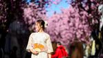Menikmati Taman Bunga Sakura Bermekaran di Jerman