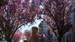 Menikmati Taman Bunga Sakura Bermekaran di Jerman