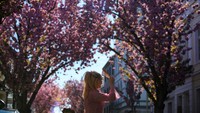 Di kota Bonn, Jerman, jalan-jalan di kawasan Nordstadt berubah menjadi kanopi merah muda pada awal April.   