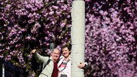 Breite Strasse dan Heerstrasse, yang dijuluki Cherry Blossom Avenue, menjadi tempat favorit untuk menikmati sakura dengan latar belakang arsitektur klasik Jerman.   