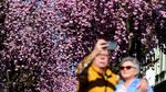Menikmati Taman Bunga Sakura Bermekaran di Jerman
