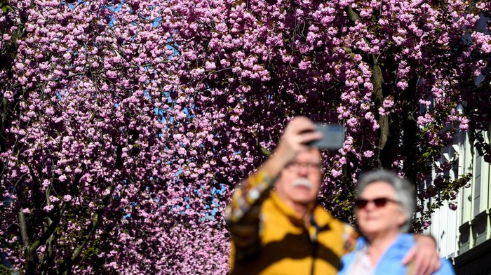 People take a selfie near pink cherry blossom trees on Cherry Blossom Avenue in downtown Bonn, Germany, April 7, 2025. REUTERS/Jana Rodenbusch