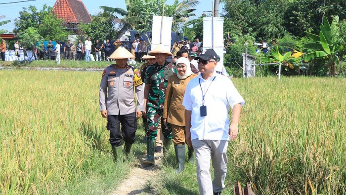 Panen raya padi di Ngawi