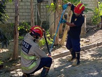 Ular Kobra Tepergok Ngumpet di Tumpukan Batu di Cepit Bantul