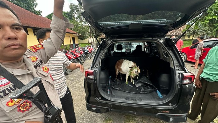 Polisi saat mengamankan barang bukti kambing hasil curian dari tiga pelaku