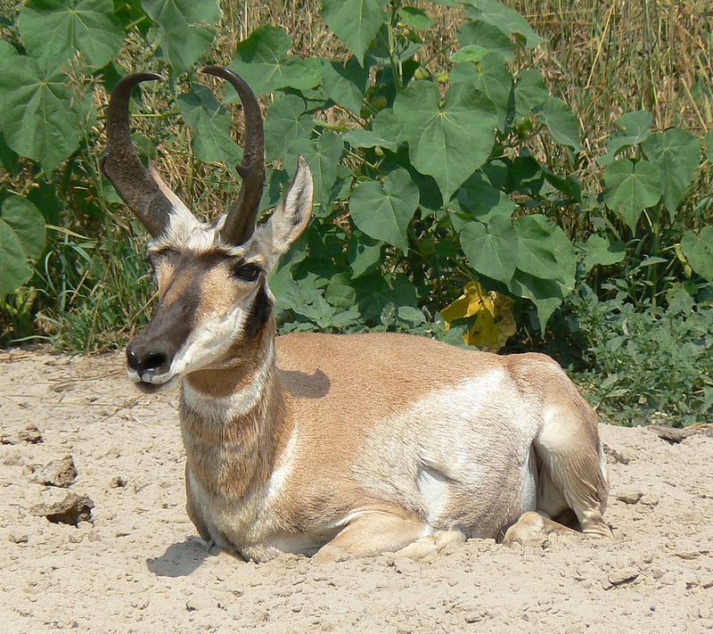 Pronghorn