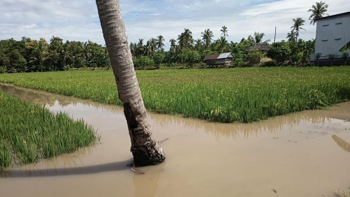 Sawah terendam banjir di Kabupaten Soppeng.