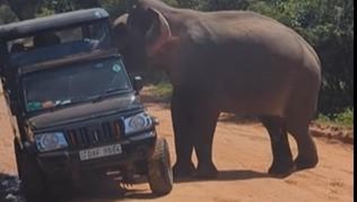 Serangan gajah di Taman Nasional Yala, Sri Lanka