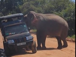 Momen Mencekam Gajah Ngamuk Serang Jip Wisatawan