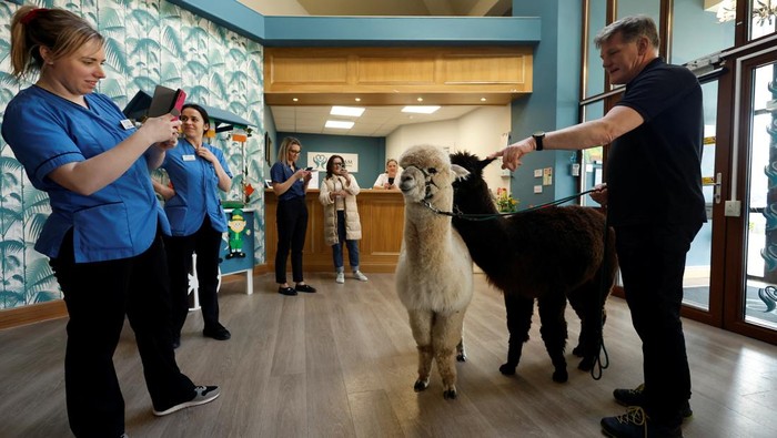 Residents of Oakfield nursing home looks on at alpacas called Stan and Frank as owner and founder of K2Alpacas Joe Phelan holds their leads during a therapeutic alpaca visit he provides as a service for residents of care homes, in Courtown, Ireland March 14, 2025. REUTERS/Clodagh Kilcoyne