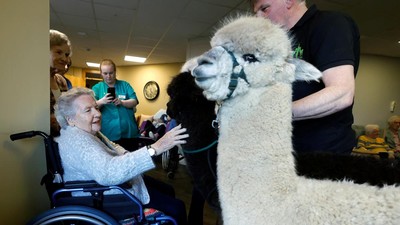Terapi Unik Menyentuh Alpaka untuk Lansia di Irlandia