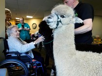 Terapi Unik Menyentuh Alpaka untuk Lansia di Irlandia