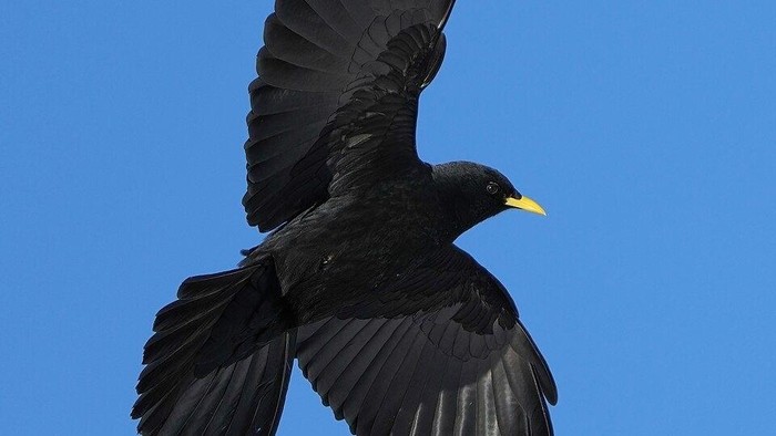 Burung yang bisa terbang tertinggi di dunia.