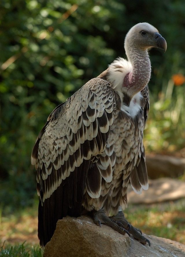 Burung yang bisa terbang tertinggi di dunia.