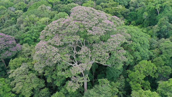 Dipteryx oleifera atau pohon almendro, pohon di Panama yang tahan sambaran petir.