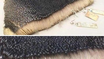 Kepadatan Bulu Penguin Foto: Boredpanda