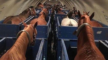 Beginilah Kuda yang dikirim lewat Pesawat Foto: Boredpanda