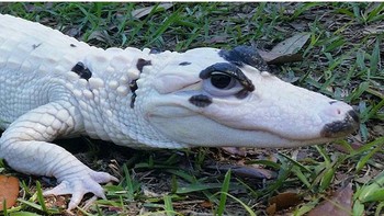 Inilah Snowball, Buaya Leukistik yang Sangat Langka Foto: Boredpanda