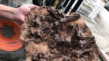 Fosil Jimbacrinus Crinoid yang Menakjubkan Foto: Boredpanda