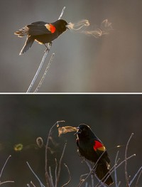 Foto Unik