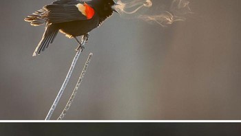Saat terlalu dingin, burung ini mengeluarkan uap dari mulutnya. Foto: Boredpanda 