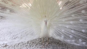 Burung Merak Albino Foto: Boredpanda