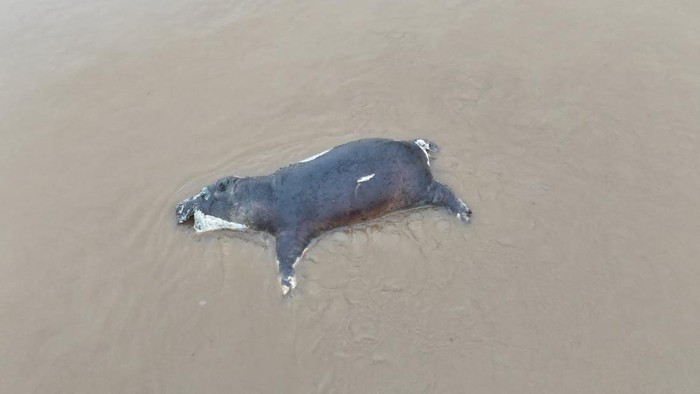 A dead hippo lies in the water due to anthrax killing the animals in Virunga National Park, Democratic Republic of Congo, in this undated handout picture released April 8, 2025. Virunga National Park/Handout via REUTERS  THIS IMAGE HAS BEEN SUPPLIED BY A THIRD PARTY. MANDATORY CREDIT.