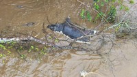Penyakit infeksi menular yang disebabkan oleh bakteri Bacillus anthracis ini membunuh hewan-hewan di Taman Nasional Virunga.  