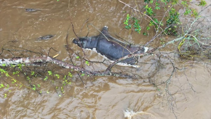 A dead hippo lies in the water due to anthrax killing the animals in Virunga National Park, Democratic Republic of Congo, in this undated handout picture released April 8, 2025. Virunga National Park/Handout via REUTERS  THIS IMAGE HAS BEEN SUPPLIED BY A THIRD PARTY. MANDATORY CREDIT.