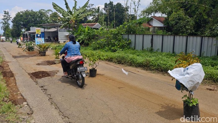 Kondisi jalan rusak yang dipasang pot oleh warga karena protes di Desa Banteran, Kecamatan Sumbang, Kabupaten Banyumas, Rabu (9/4/2025).