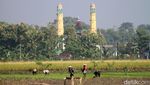 Potret Petani Bojonegoro Kembali Tanam Padi
