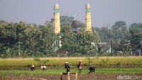 Warga Kedungbondo rerata sudah menikmati panen padi beberapa hari lalu.